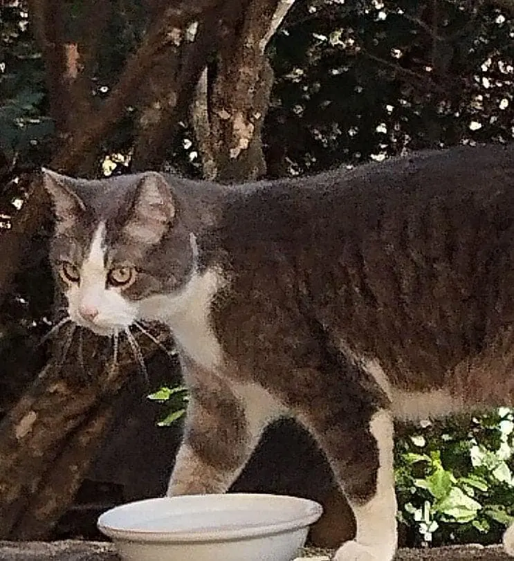 gatto reunited   34121-34151 Trieste Lester