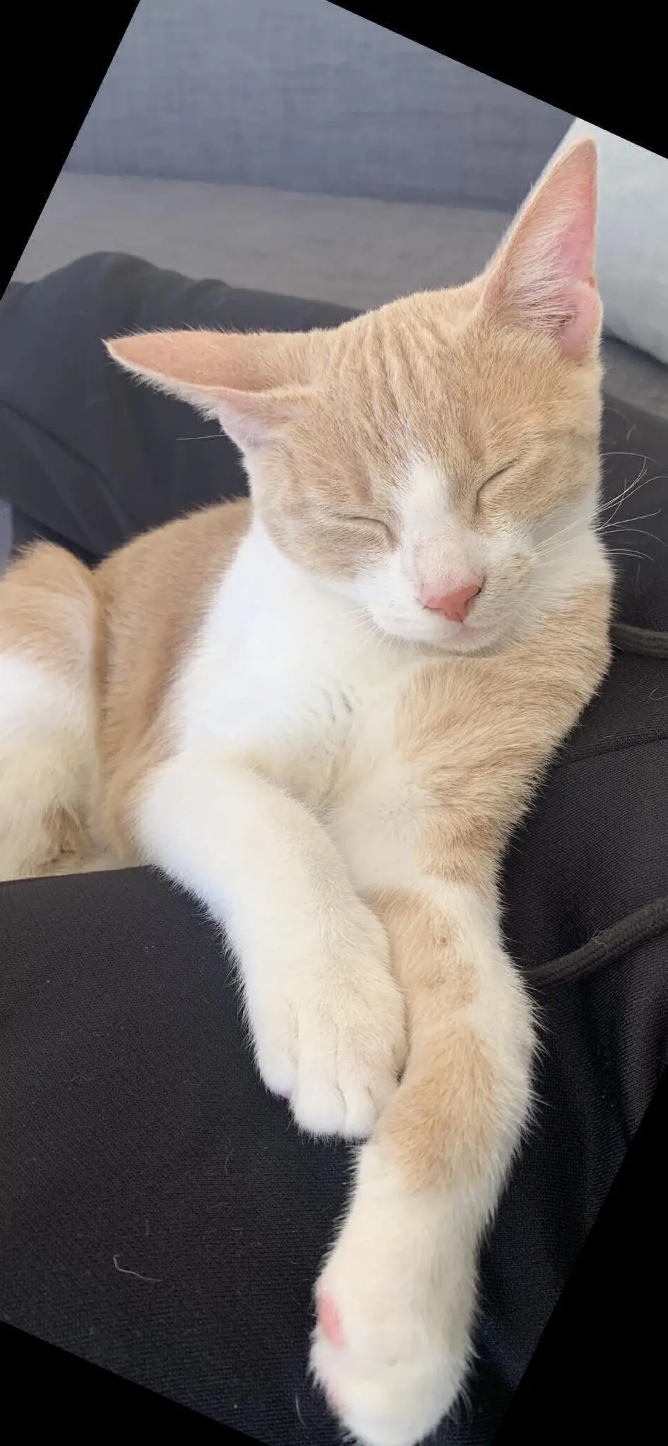 gatto reunited   34121-34151 Trieste Malfy