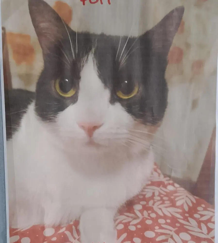 gatto reunited   34121-34151 Trieste Puff