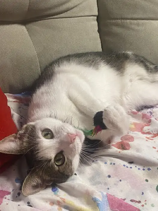 gatto reunited   34121-34151 Trieste Pulce