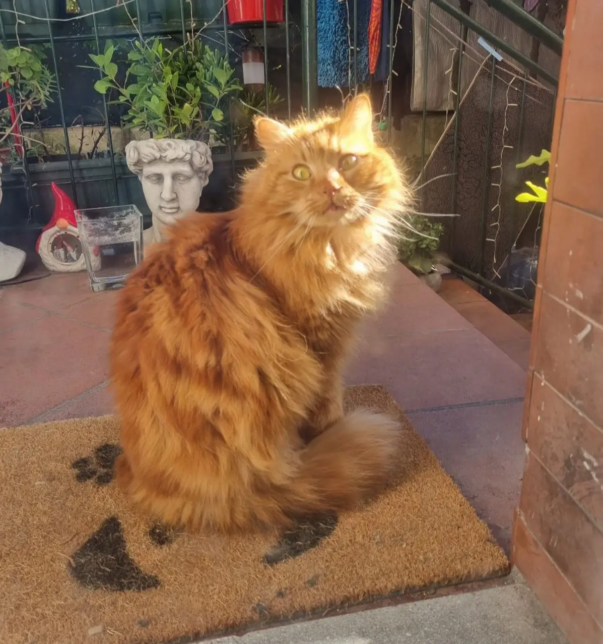 gatto reunited   34121-34151 Trieste Ziggy