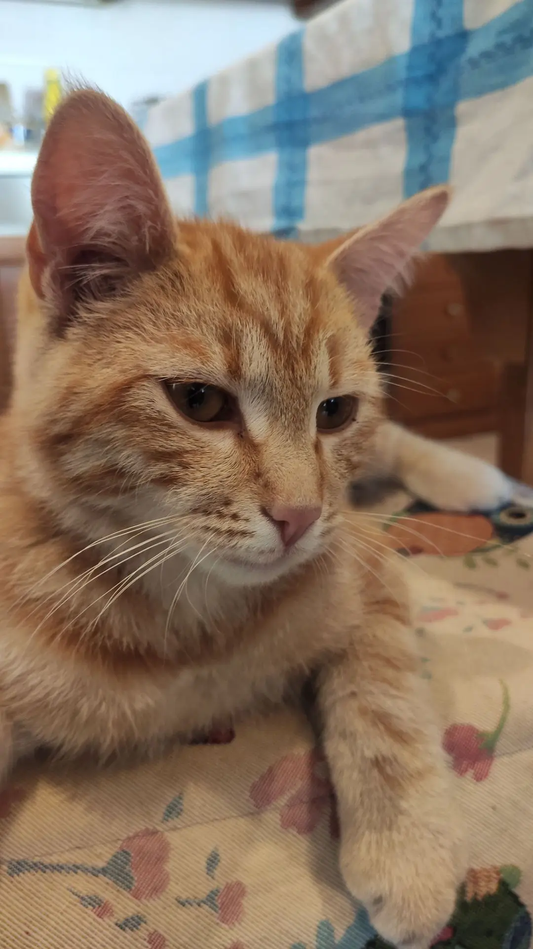 gatto reunited   31049 Valdobbiadene Pedro