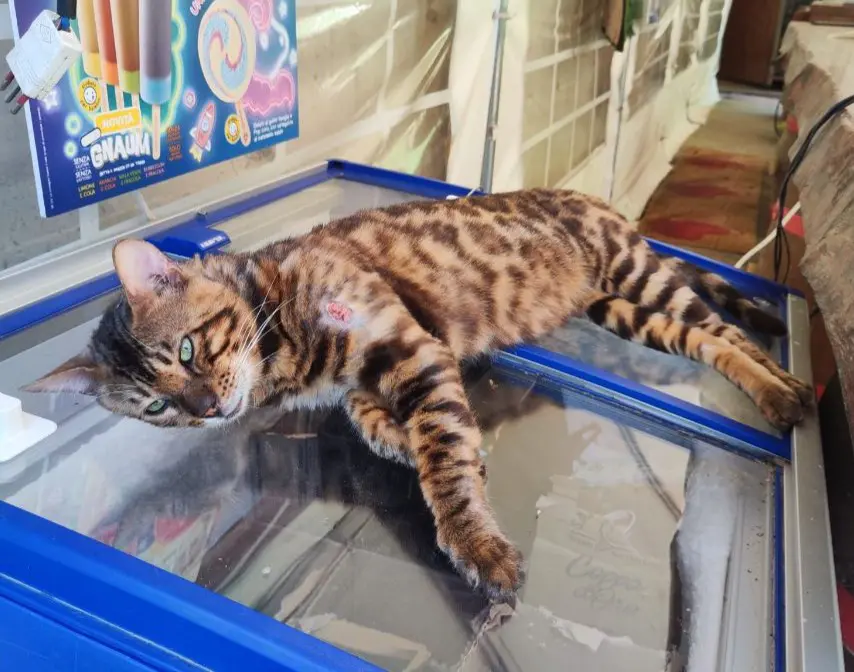 gatto reunited   33043 Cividale del Friuli Amyr