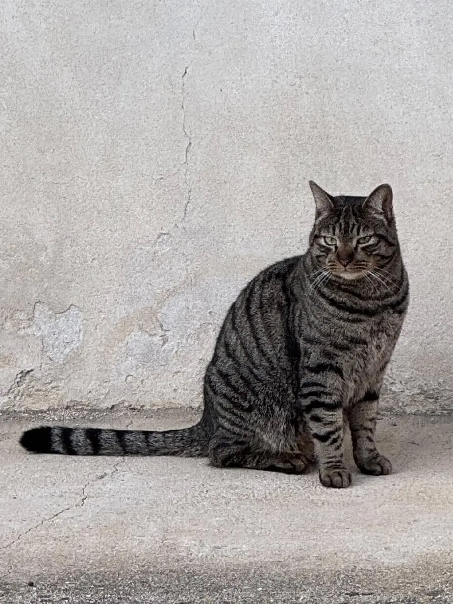 gatto reunited   33010 Tavagnacco Pepe