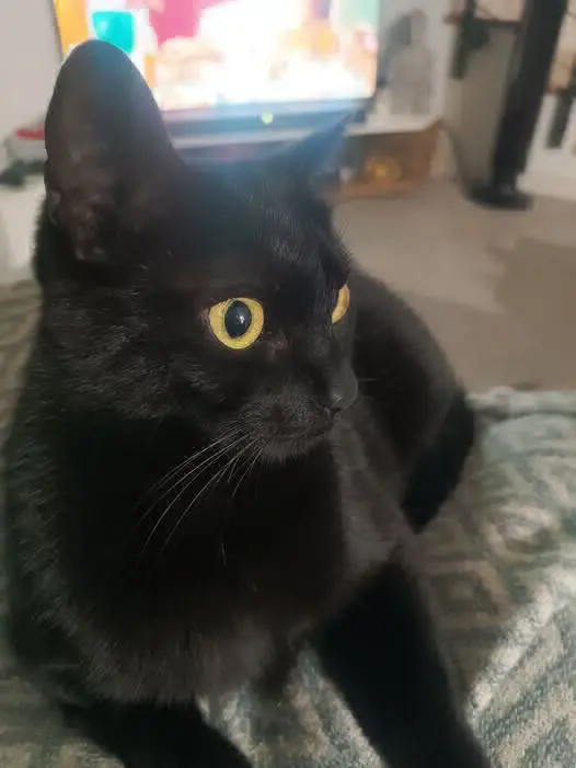 gatto reunited   33040 Torreano / Torean / Tavorjana Robin