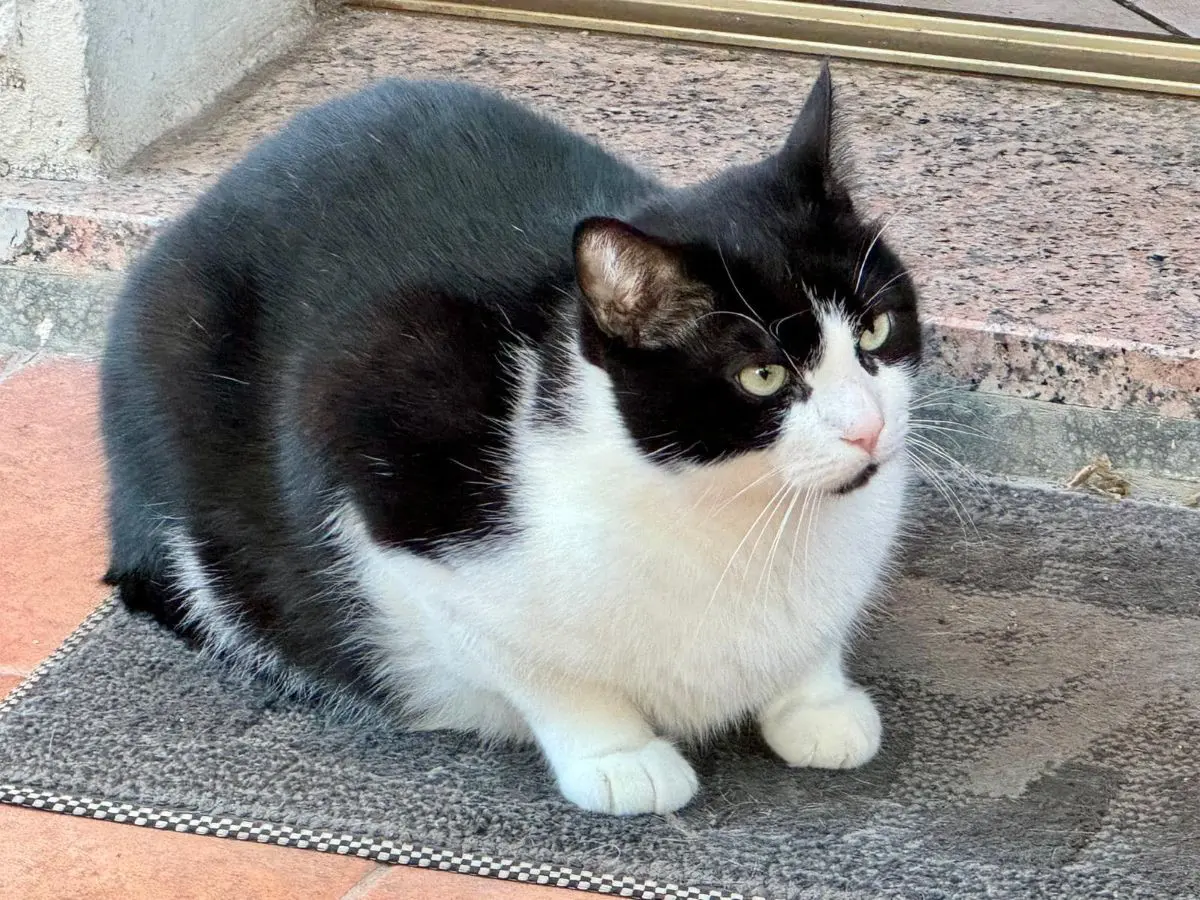 gatto reunited   33100 Udine / Udin Non