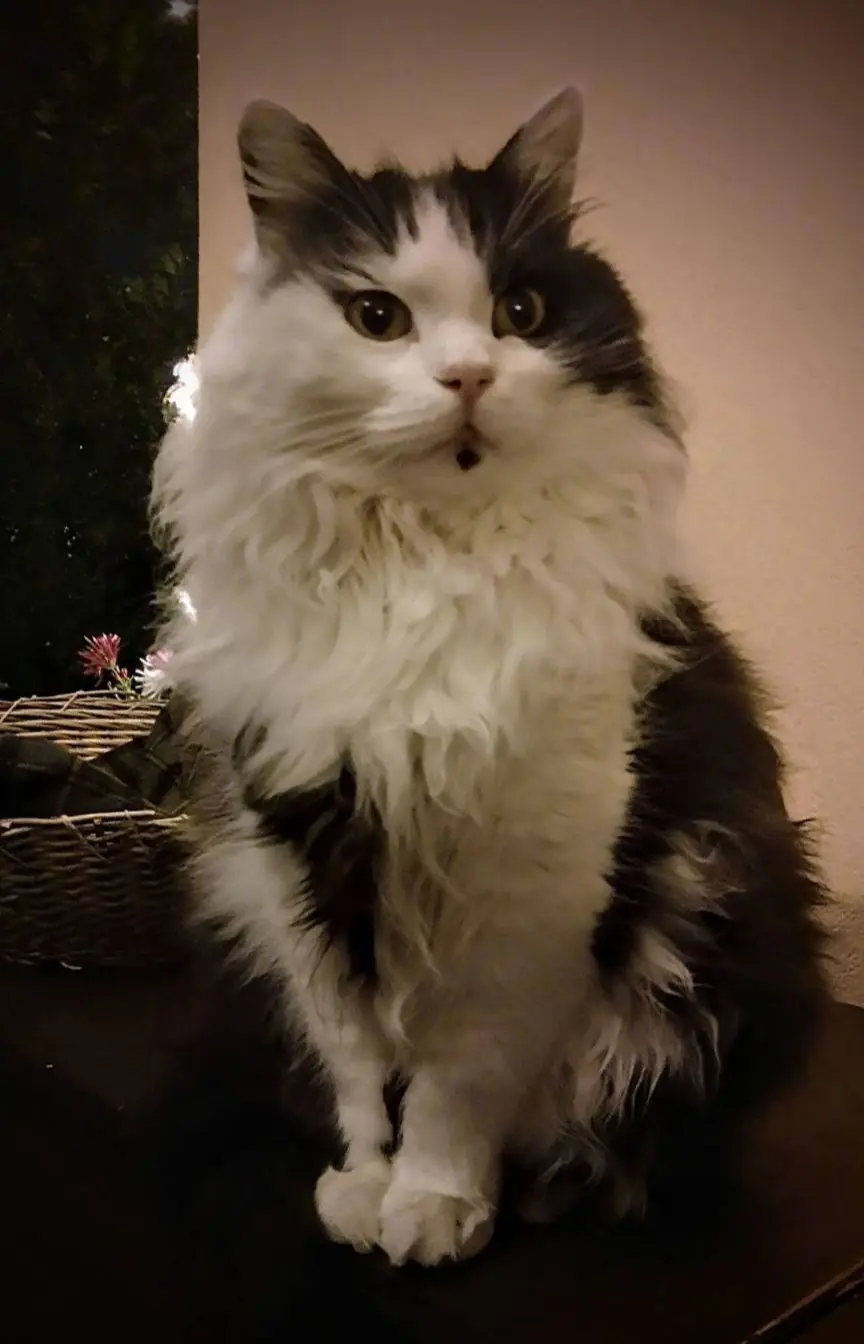 gatto reunited    Besnate Dandy