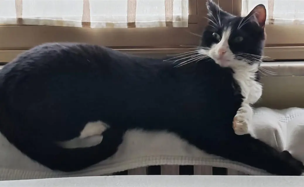 gatto reunited   21047 Saronno Sam