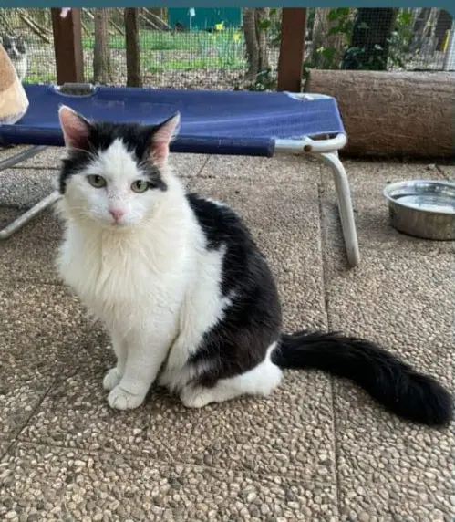 gatto reunited   21013 Gallarate Tango