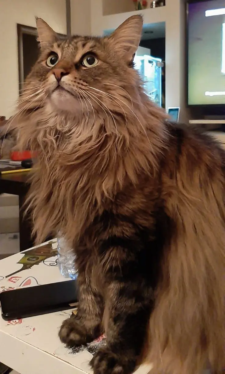 gatto reunited    Arsago Seprio Thor