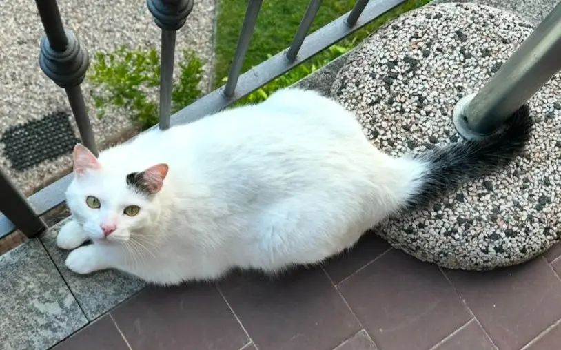 gatto reunited    Varèse Nevosetto