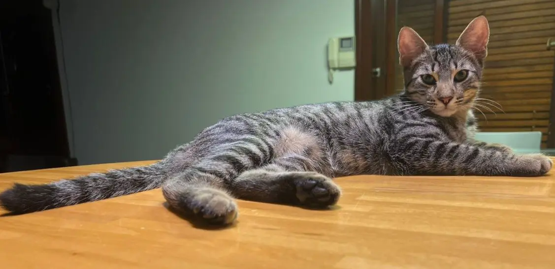 gatto reunited    Varèse Sticky