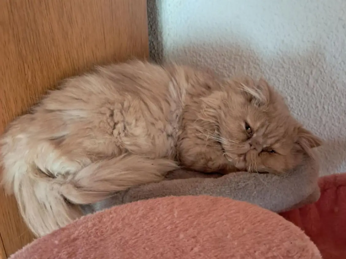 gatto reunited   21051 Arcisate Wisky